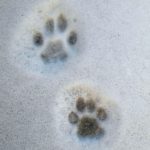 Tracce sulla neve
