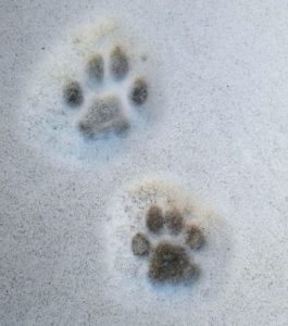 Tracce sulla neve